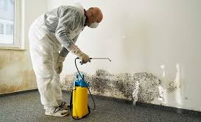 Professional Mold Prevention & Removal  in Doffing, TX